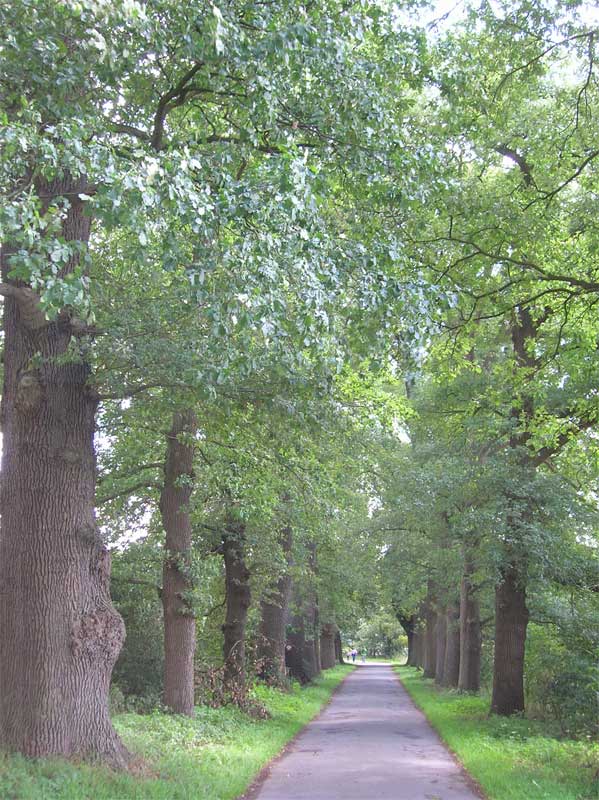 2011_0806-014allee-Auf-Weg